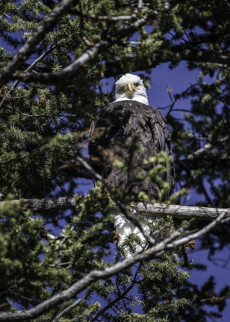 Weisskopfadler Yellowstone Park