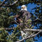 Weisskopfadler Yellowstone Park