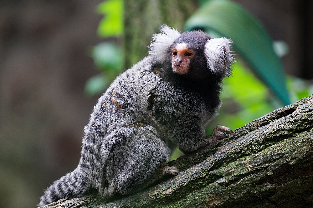 Weisskopfaffe im Zoo Eberswalde