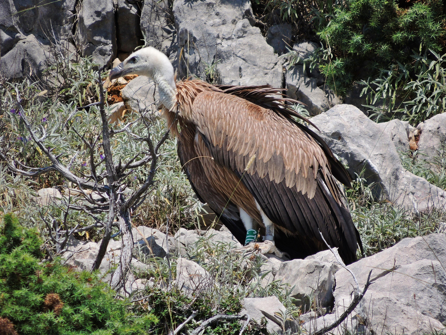 Weißkopfgeier in freier Natur in Kroatien