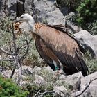 Weißkopfgeier in freier Natur in Kroatien