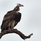 Weißkopfgeier - White Headed Vulture