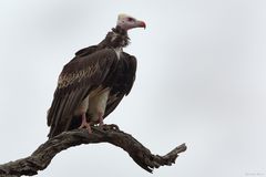 Weißkopfgeier - White Headed Vulture