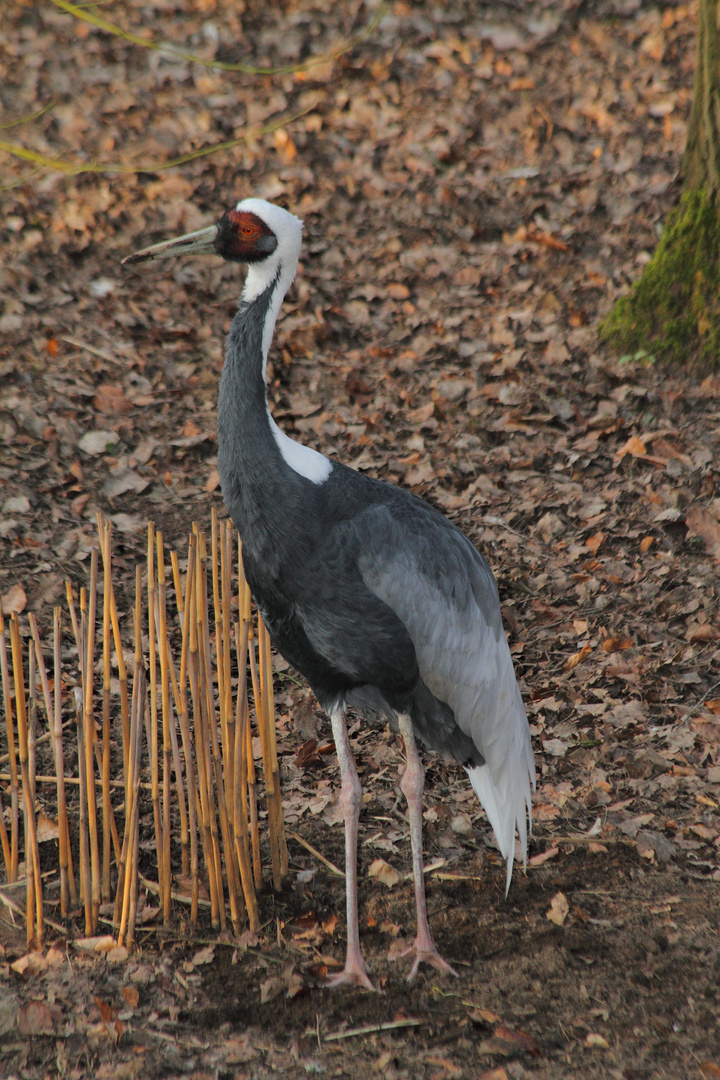 Weißkopfkranich