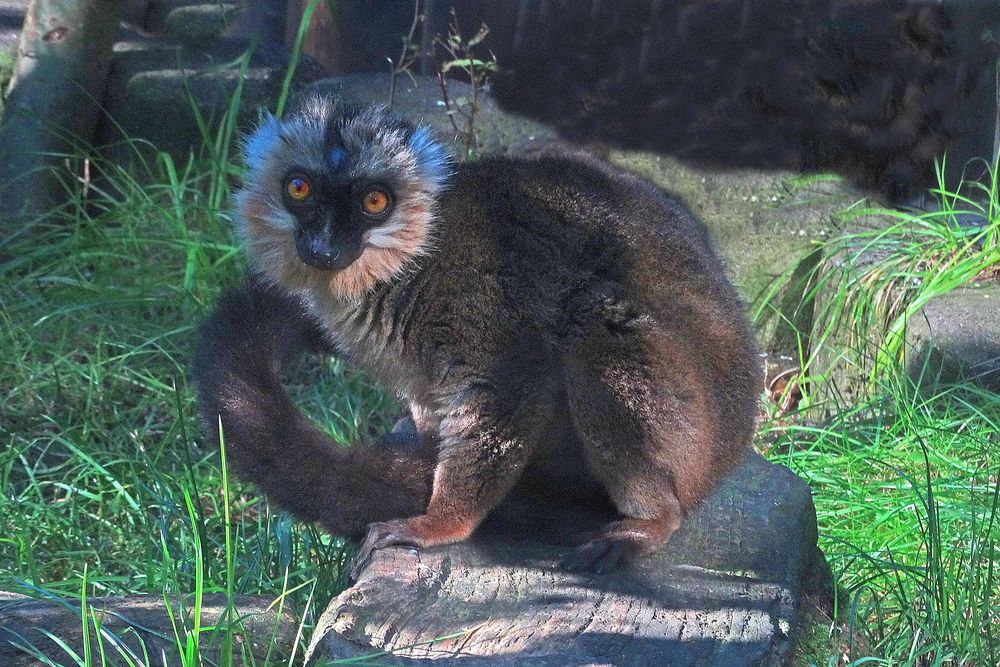 Weißkopfmaki (Neuwieder Zoo)