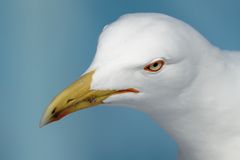 Weißkopfmöwe (Larus cachinanns michahellis)