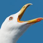 Weißkopfmöwe (Larus cachinanns michahellis)