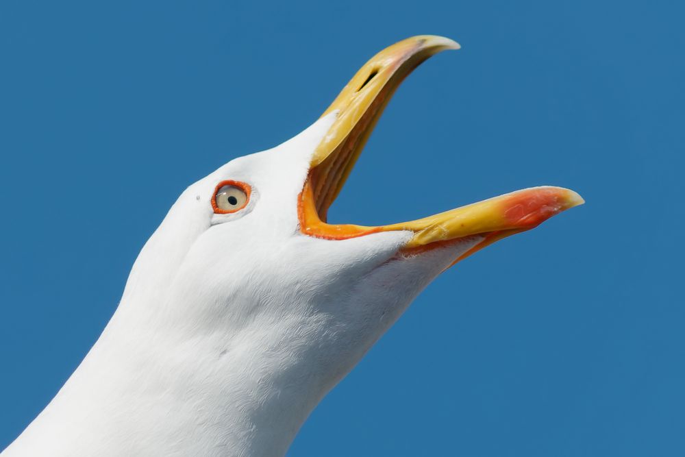 Weißkopfmöwe (Larus cachinanns michahellis)