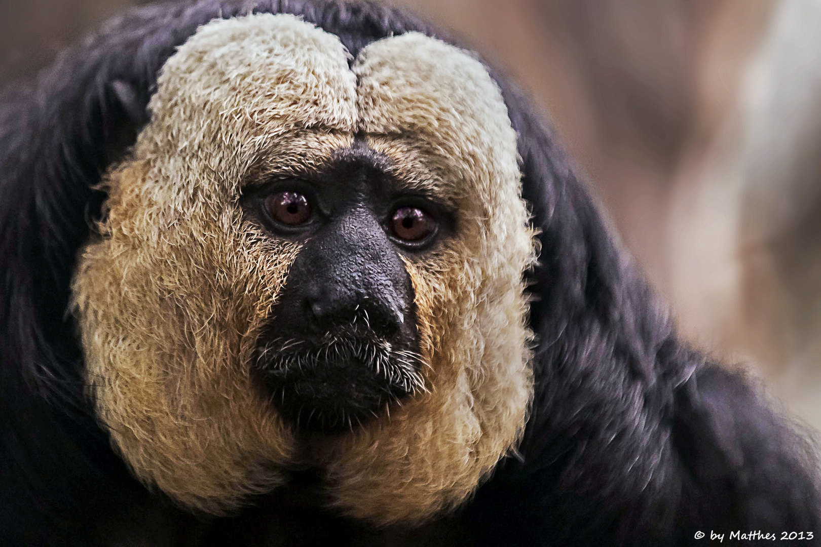 Weißkopfsaki (Pithecia pithecia) Foto & Bild tiere, zoo, wildpark