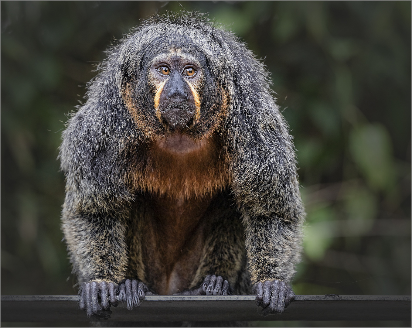  Weißkopfsaki Weibchen im Zoo von Singapur 