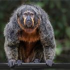  Weißkopfsaki Weibchen im Zoo von Singapur 