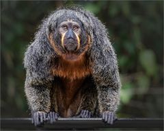  Weißkopfsaki Weibchen im Zoo von Singapur 