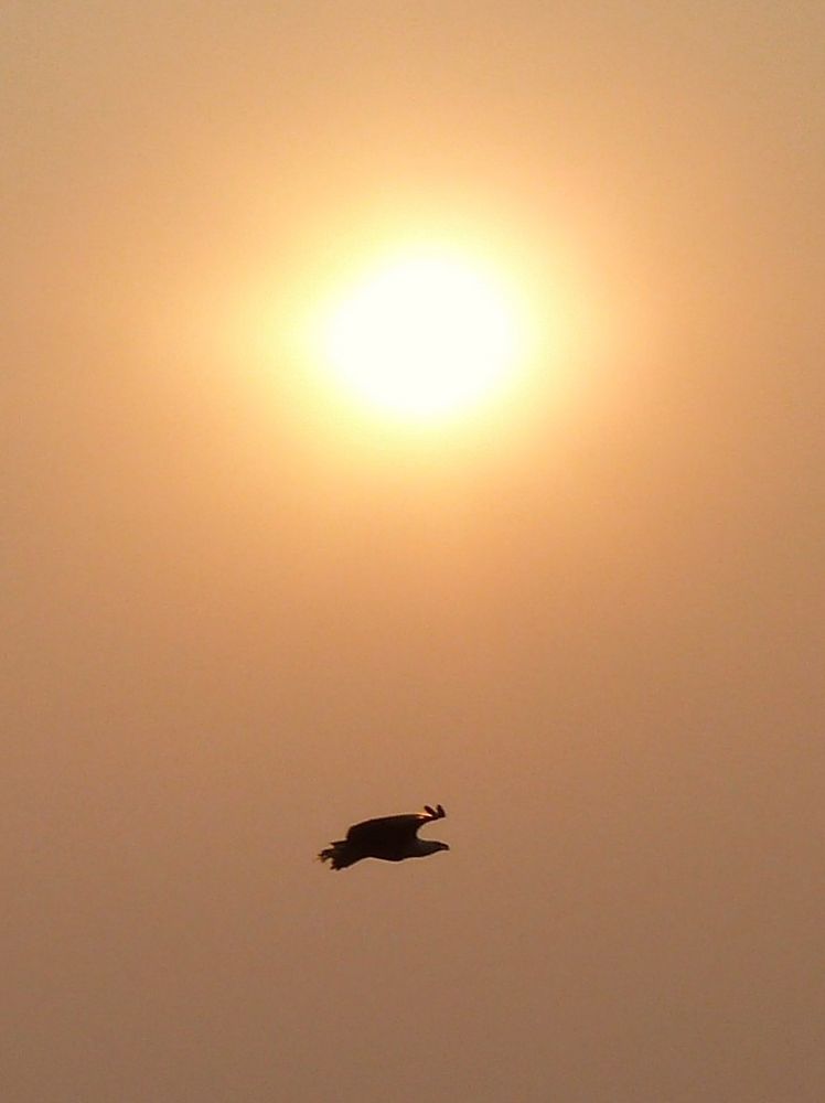 Weißkopfschreiseeadler vorm Sonnenaufgang nähe Lower Sabi