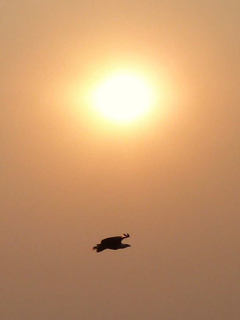 Weißkopfschreiseeadler vorm Sonnenaufgang nähe Lower Sabi