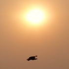 Weißkopfschreiseeadler vorm Sonnenaufgang nähe Lower Sabi