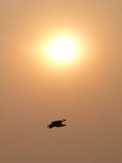 Weißkopfschreiseeadler vorm Sonnenaufgang nähe Lower Sabi