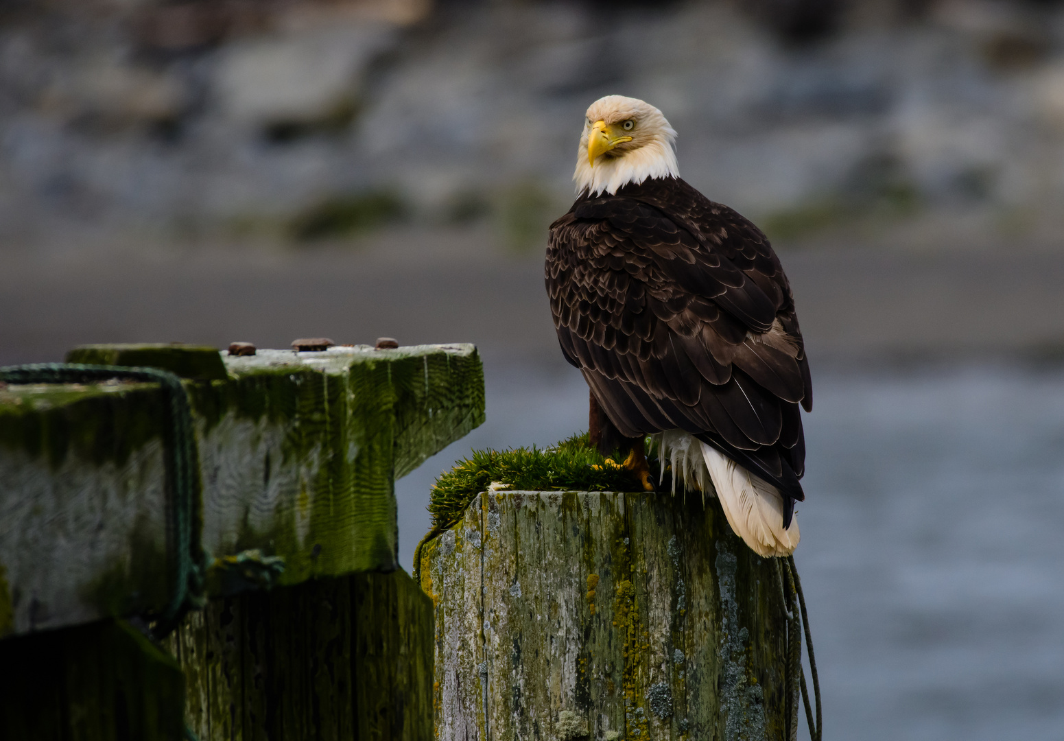 Weißkopfseadler 2