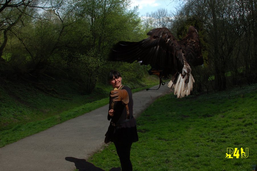 Weisskopfsee-Adler im Anflug