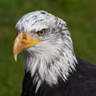 Weißkopfseeadler 001