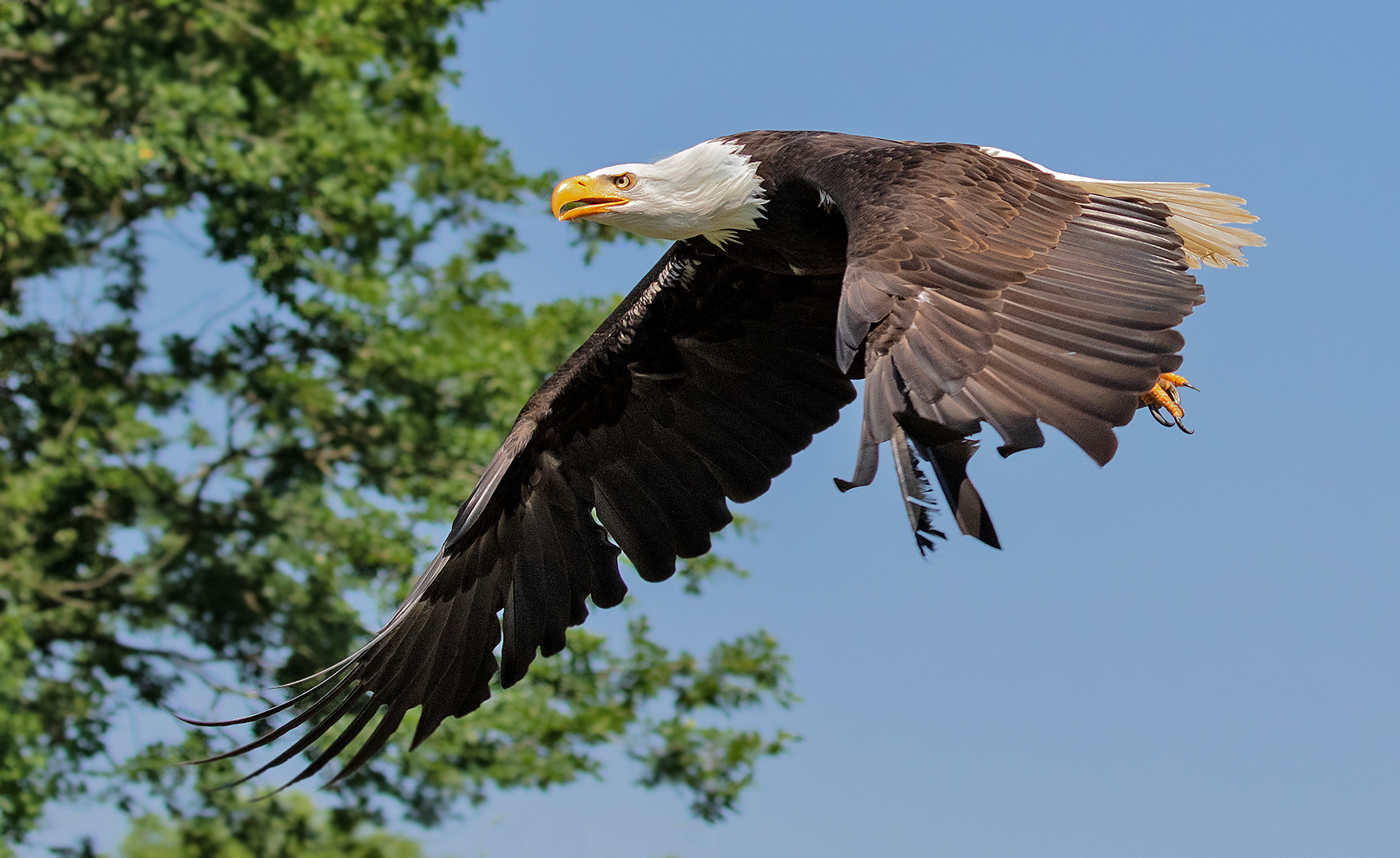 Weißkopfseeadler 001