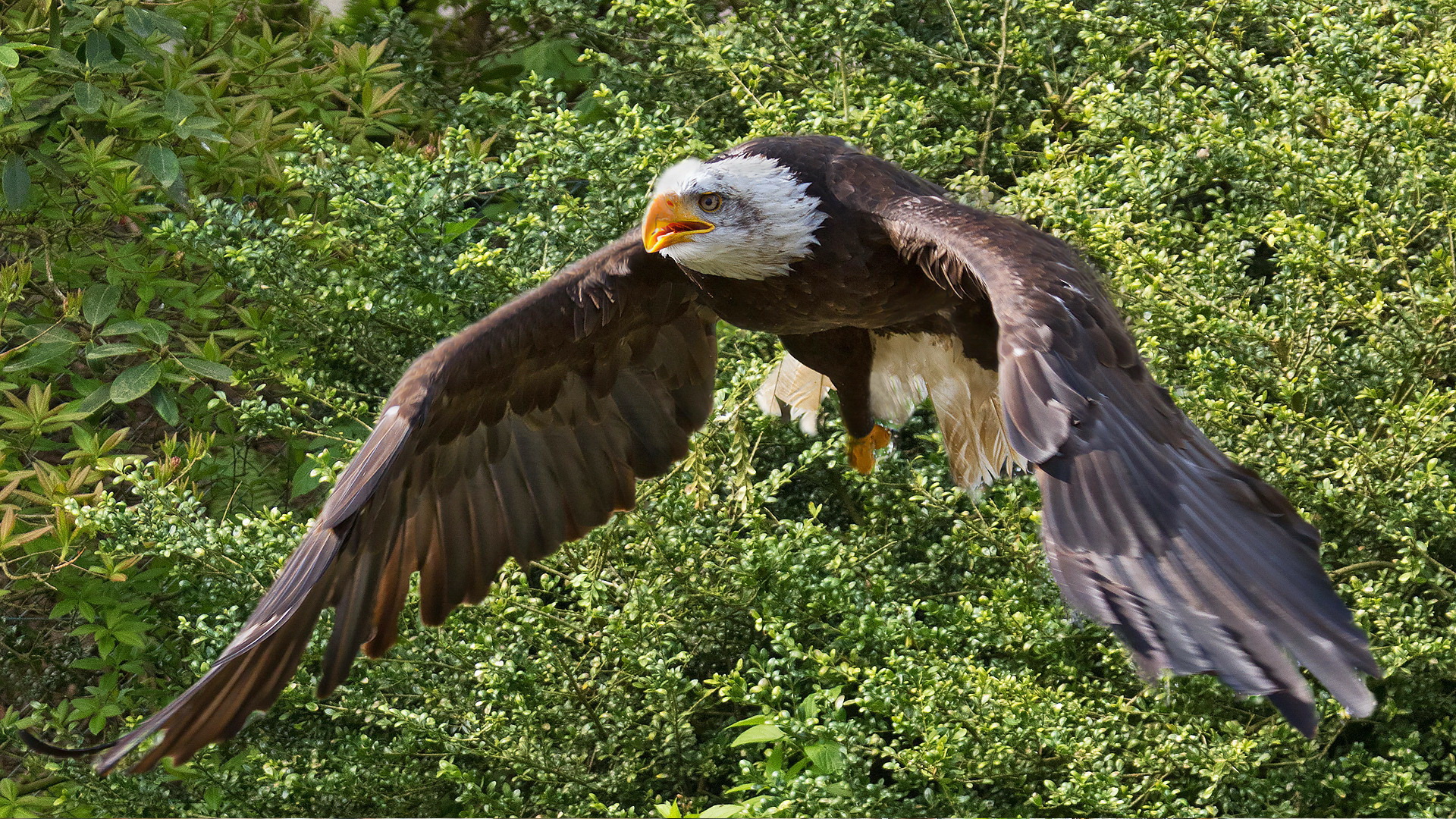 Weißkopfseeadler 001