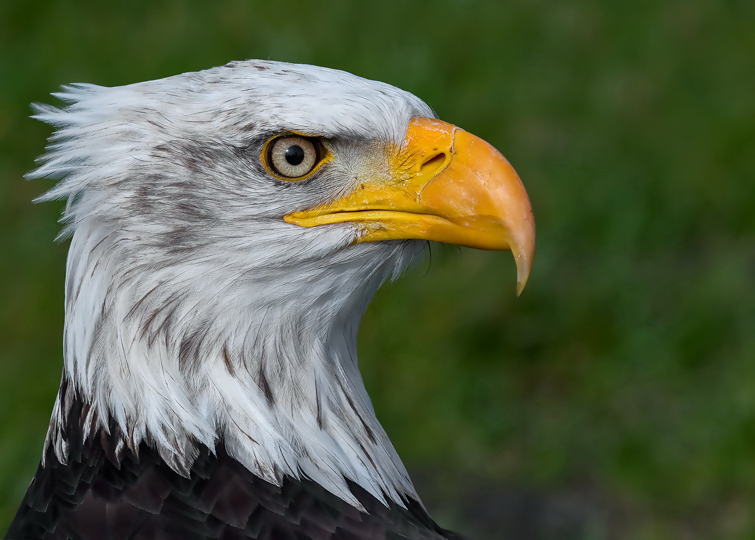 Weißkopfseeadler 001