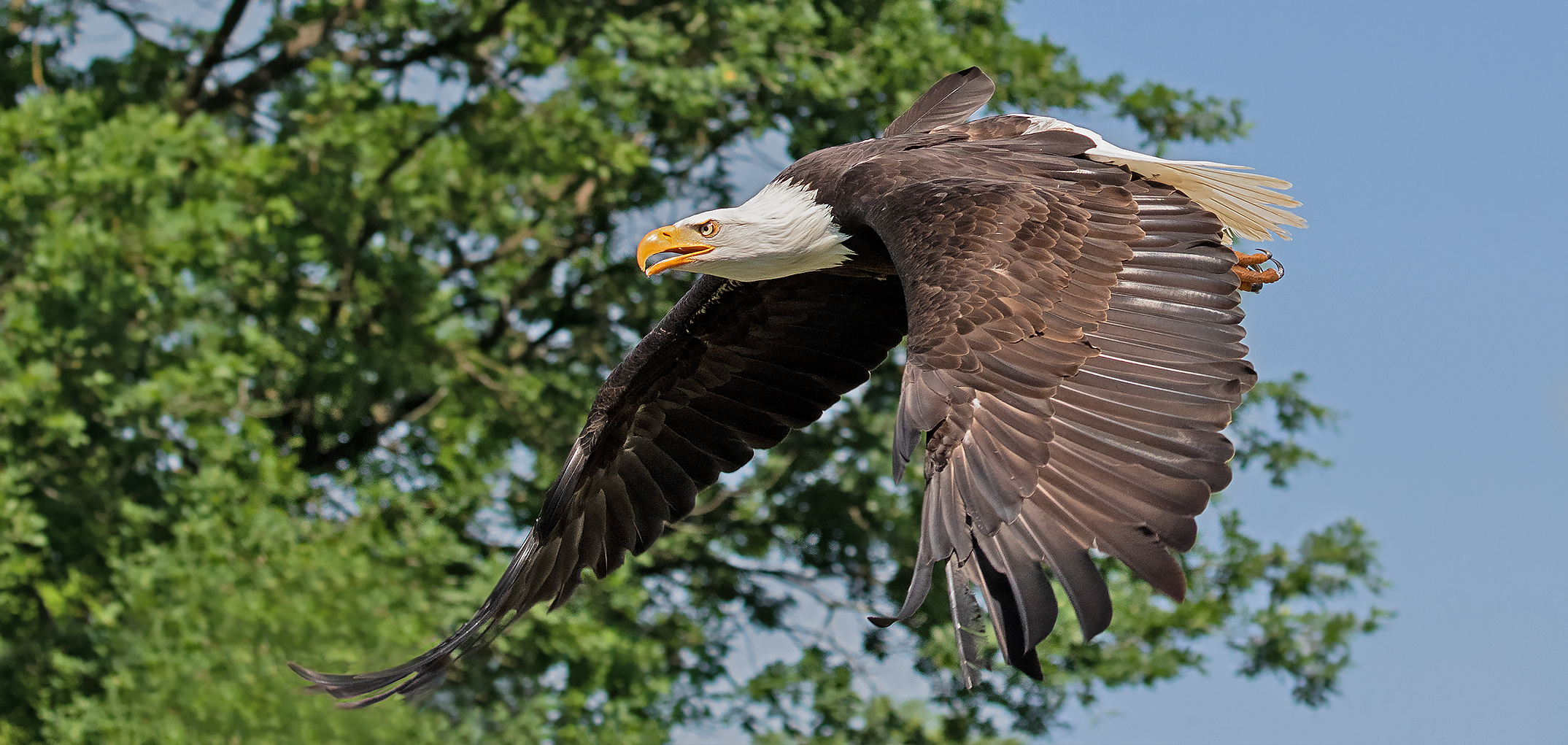 Weißkopfseeadler 002