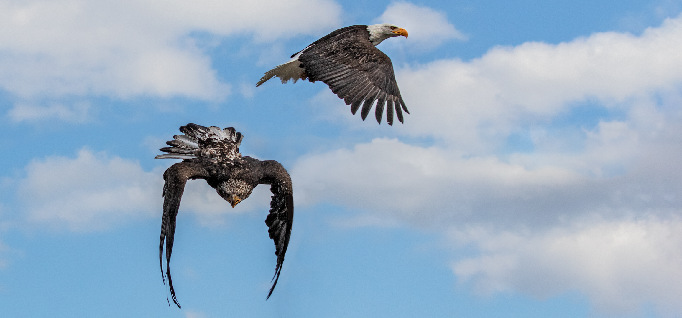 Weißkopfseeadler 002