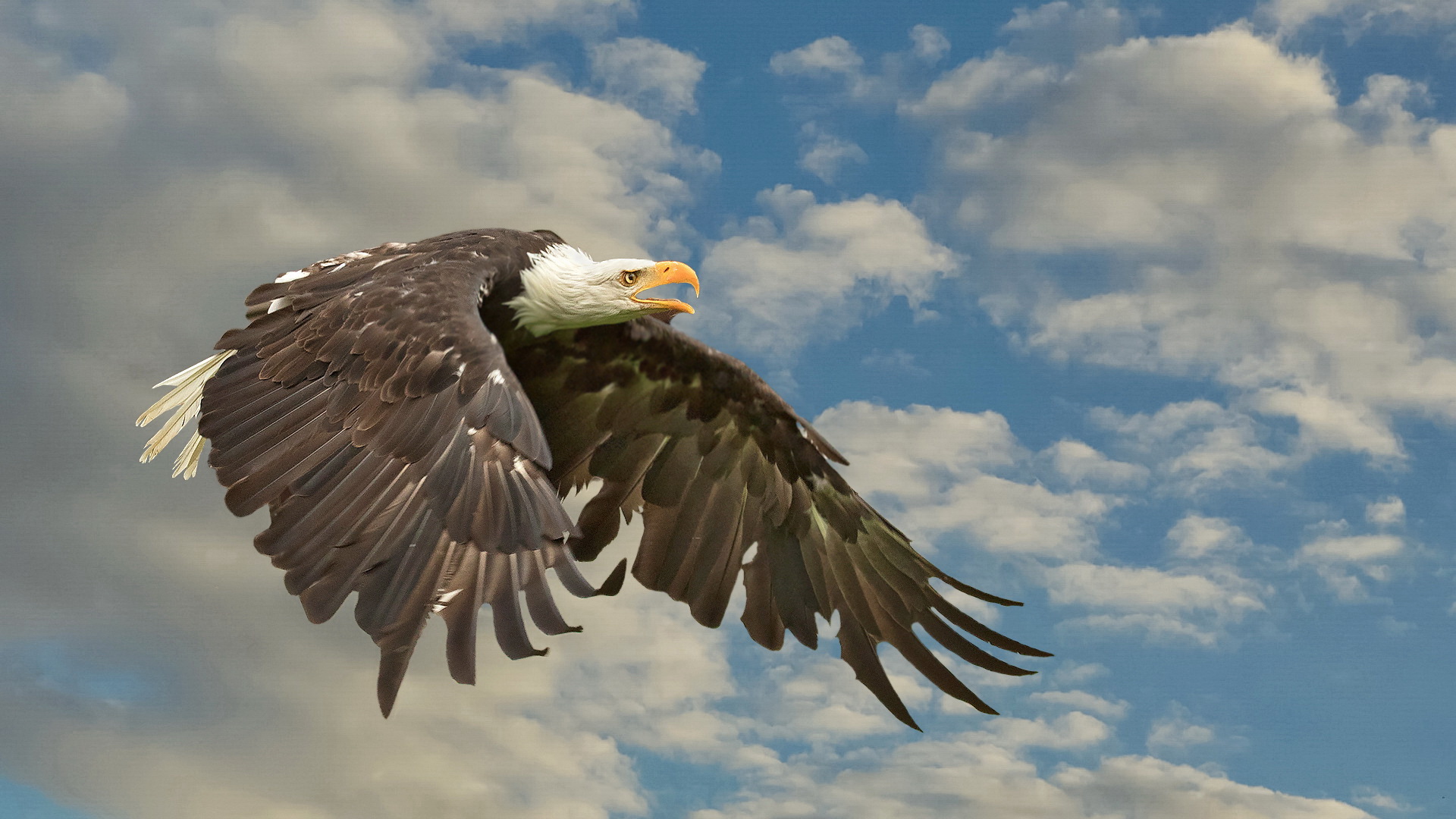 Weißkopfseeadler 002a Foto & Bild wolken, himmel, natur Bilder auf Weißkopfseeadler 002a Foto & Bild wolken, himmel, natur Bilder auf
