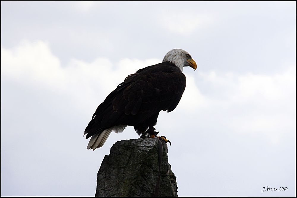 Weißkopfseeadler