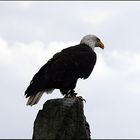 Weißkopfseeadler