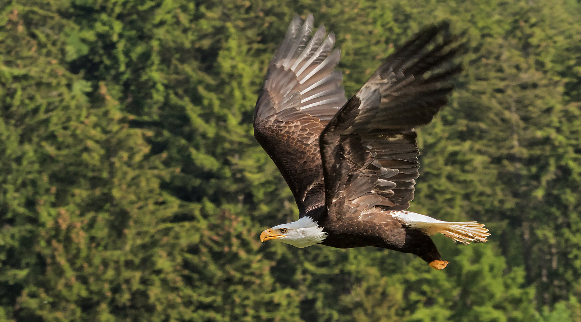 Weißkopfseeadler 003a