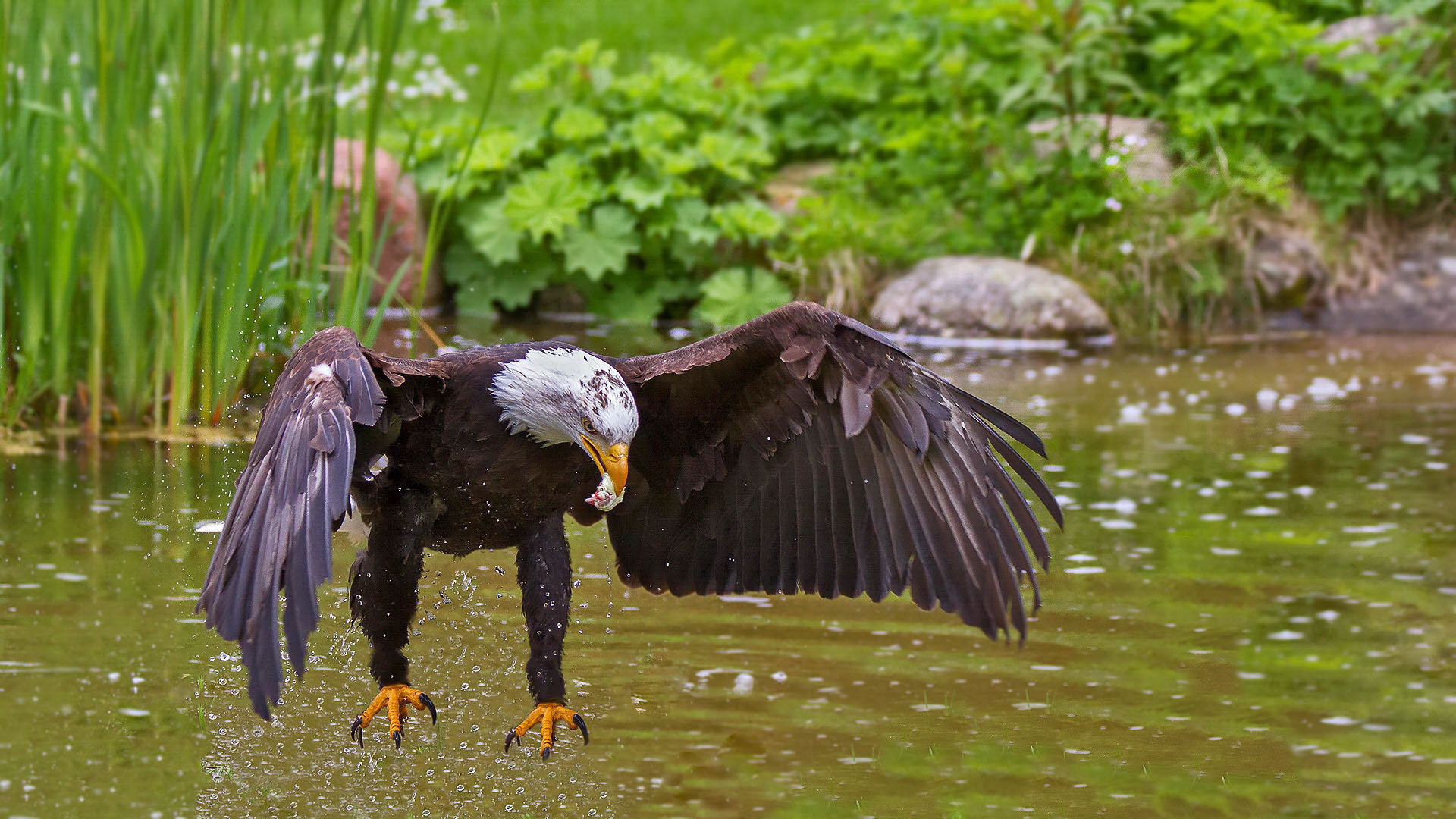 Weißkopfseeadler 004