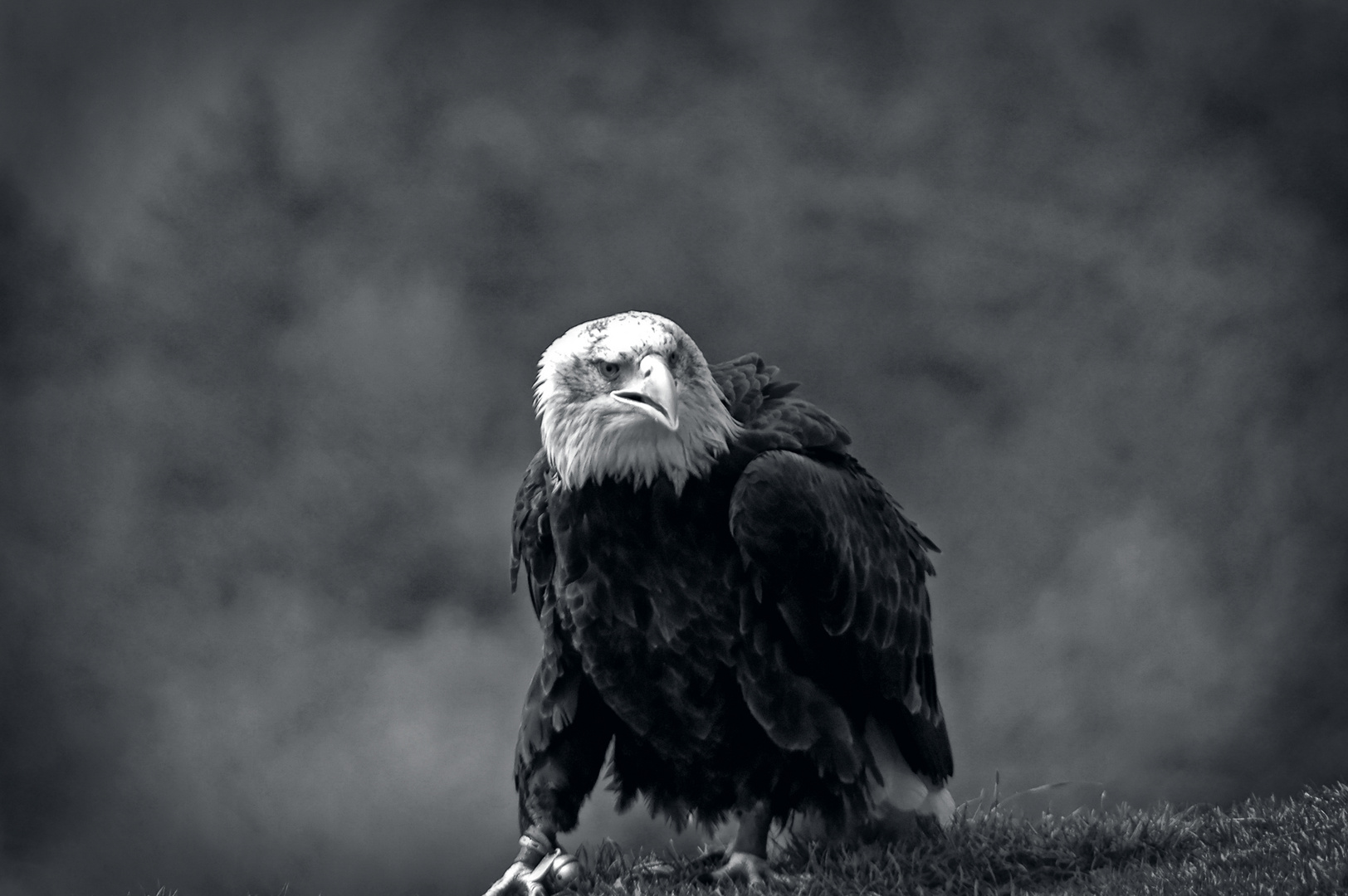 Weißkopfseeadler