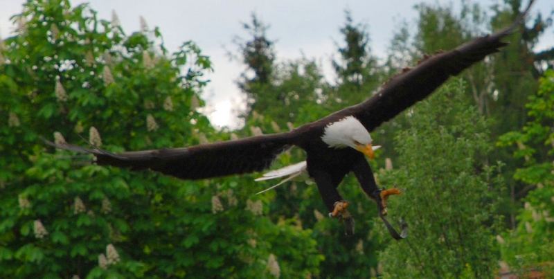 Weißkopfseeadler