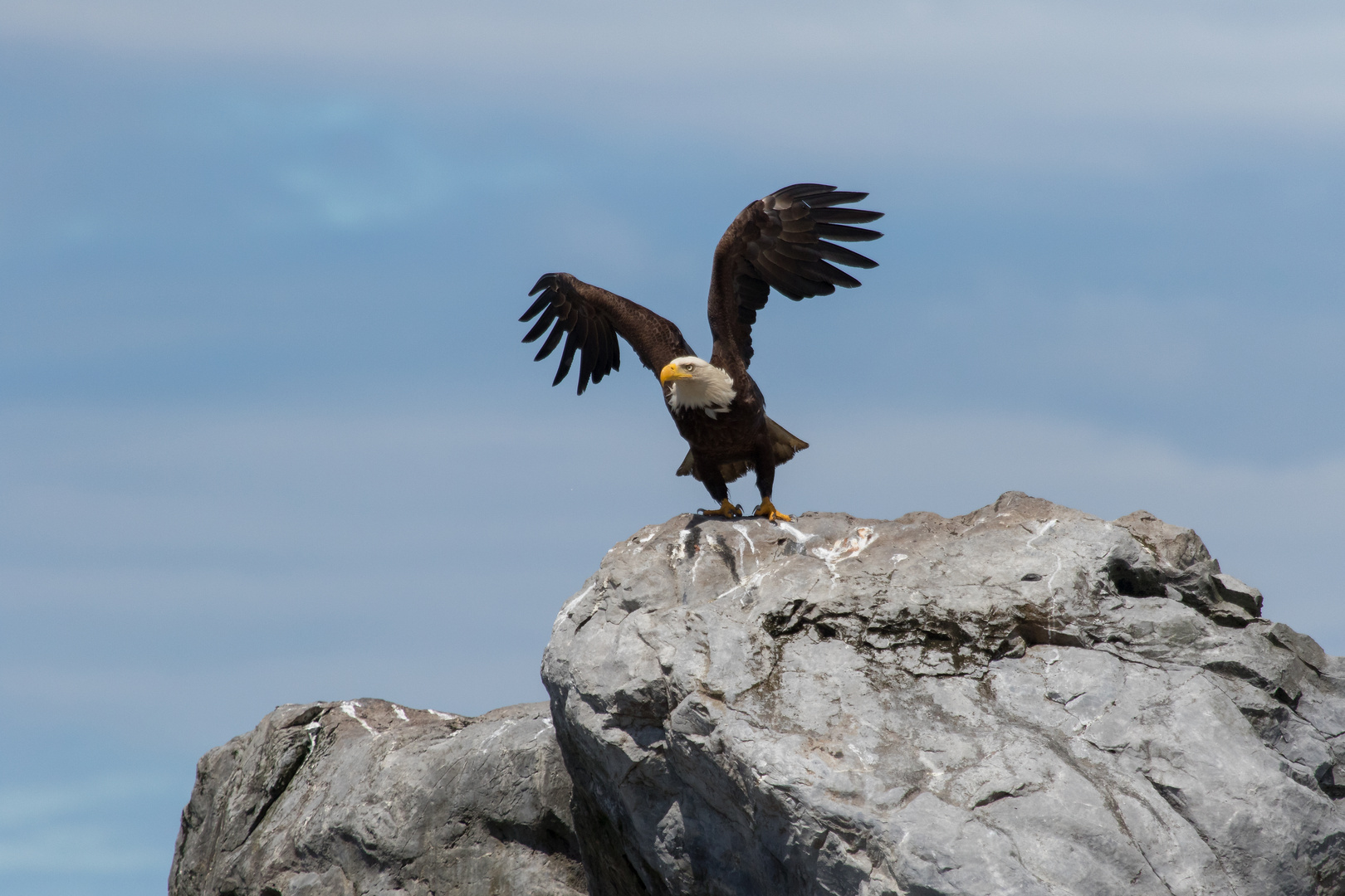 Weißkopfseeadler