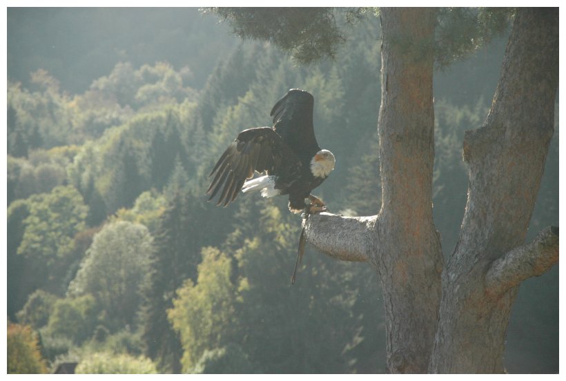 Weißkopfseeadler 03