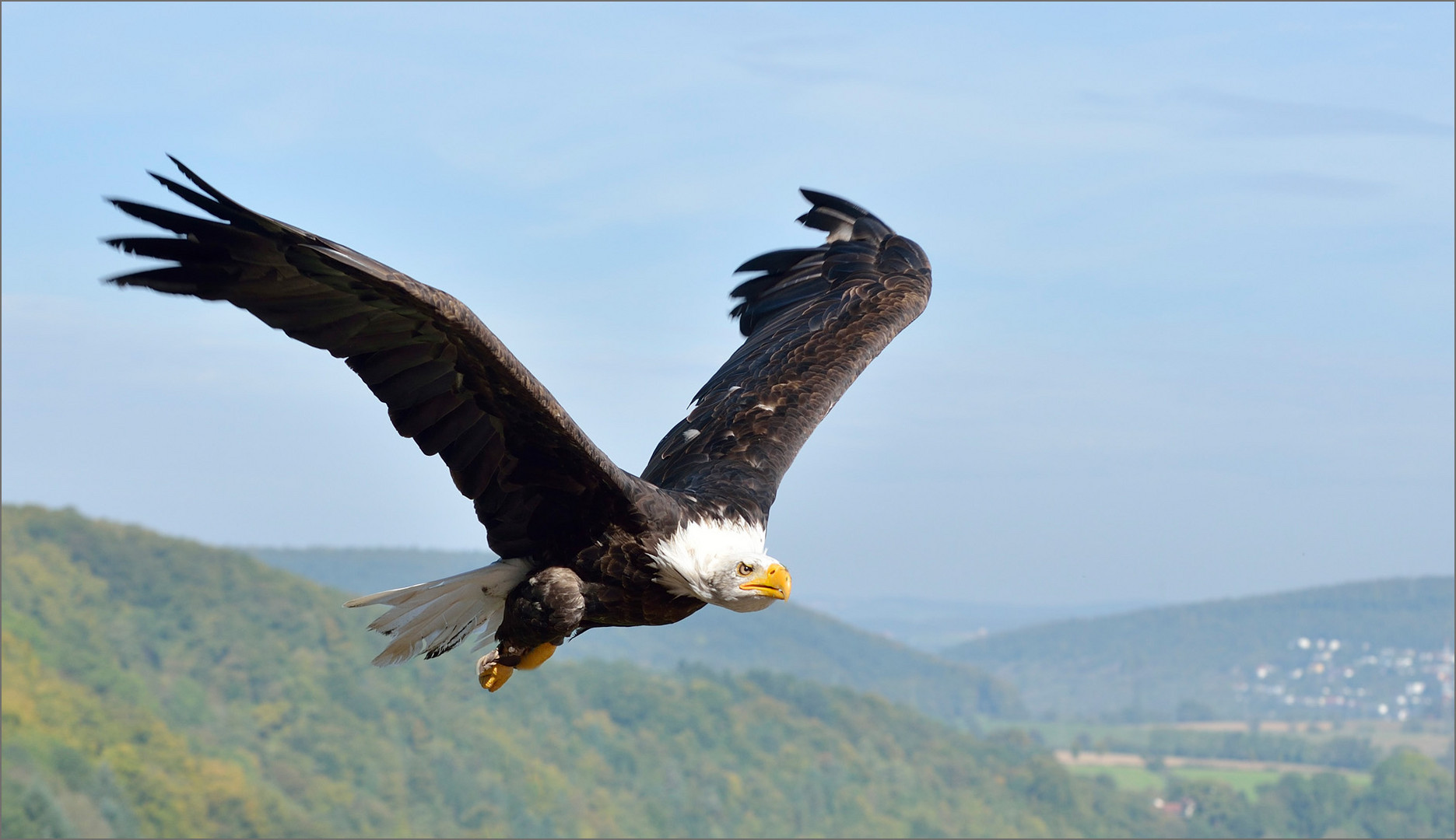 Weißkopfseeadler