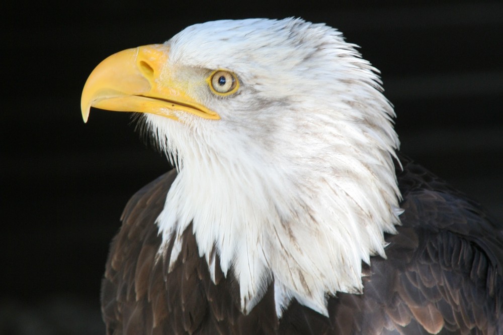 Weißkopfseeadler