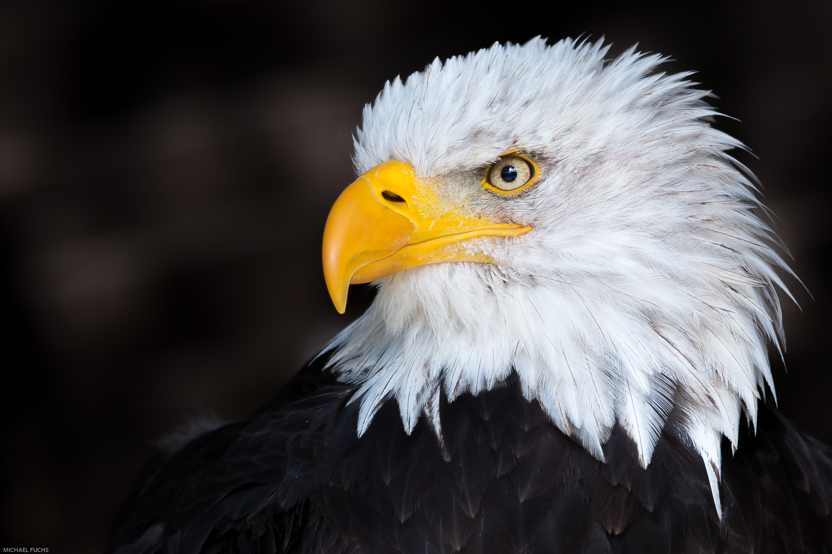 Weisskopfseeadler 