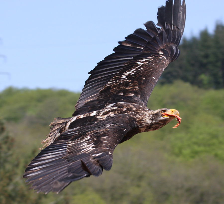 Weisskopfseeadler