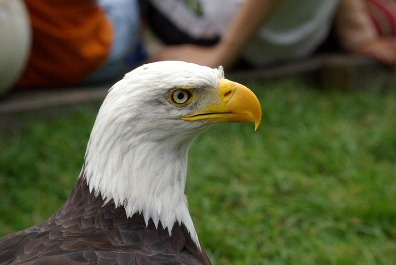 Weißkopfseeadler