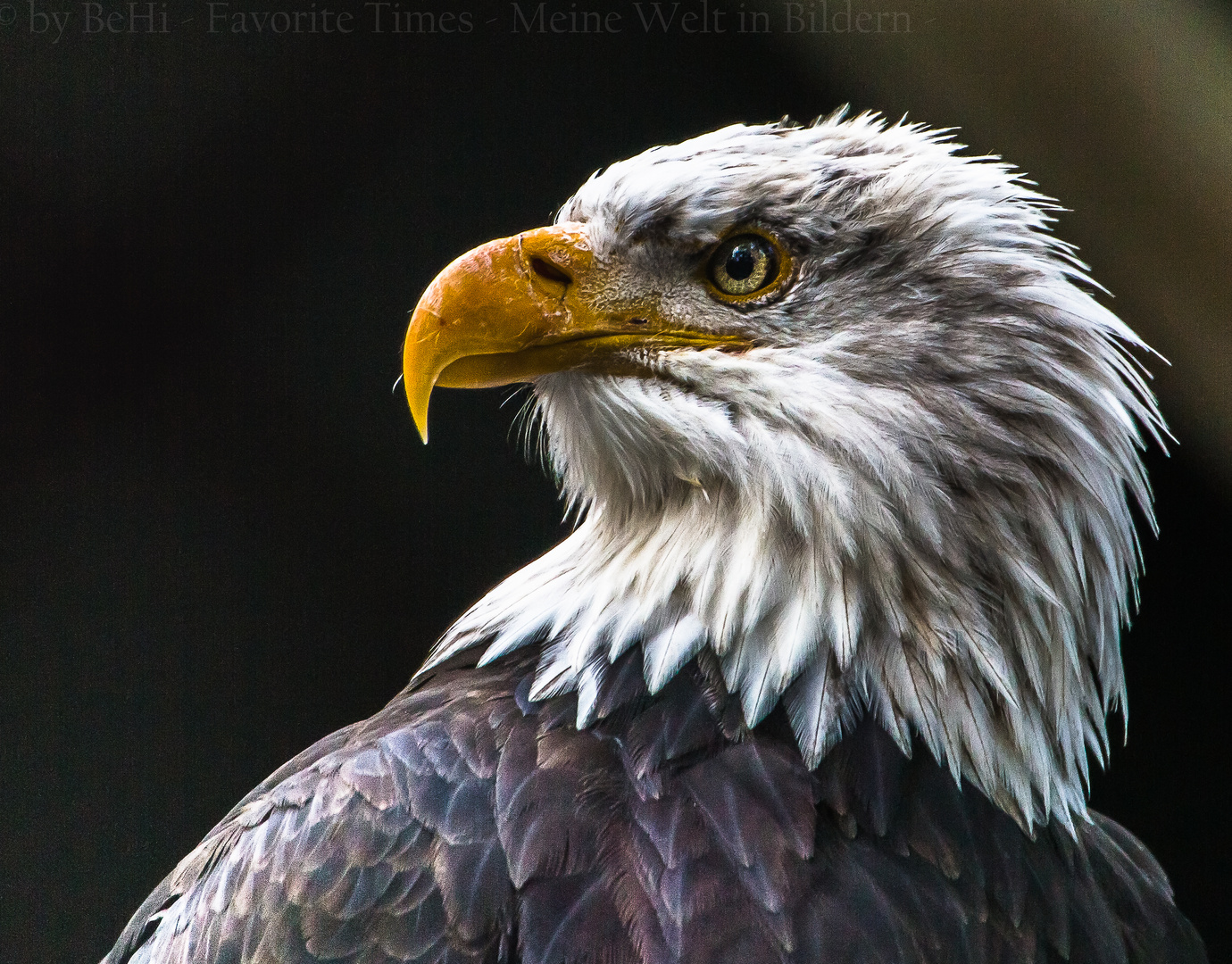 Weißkopfseeadler