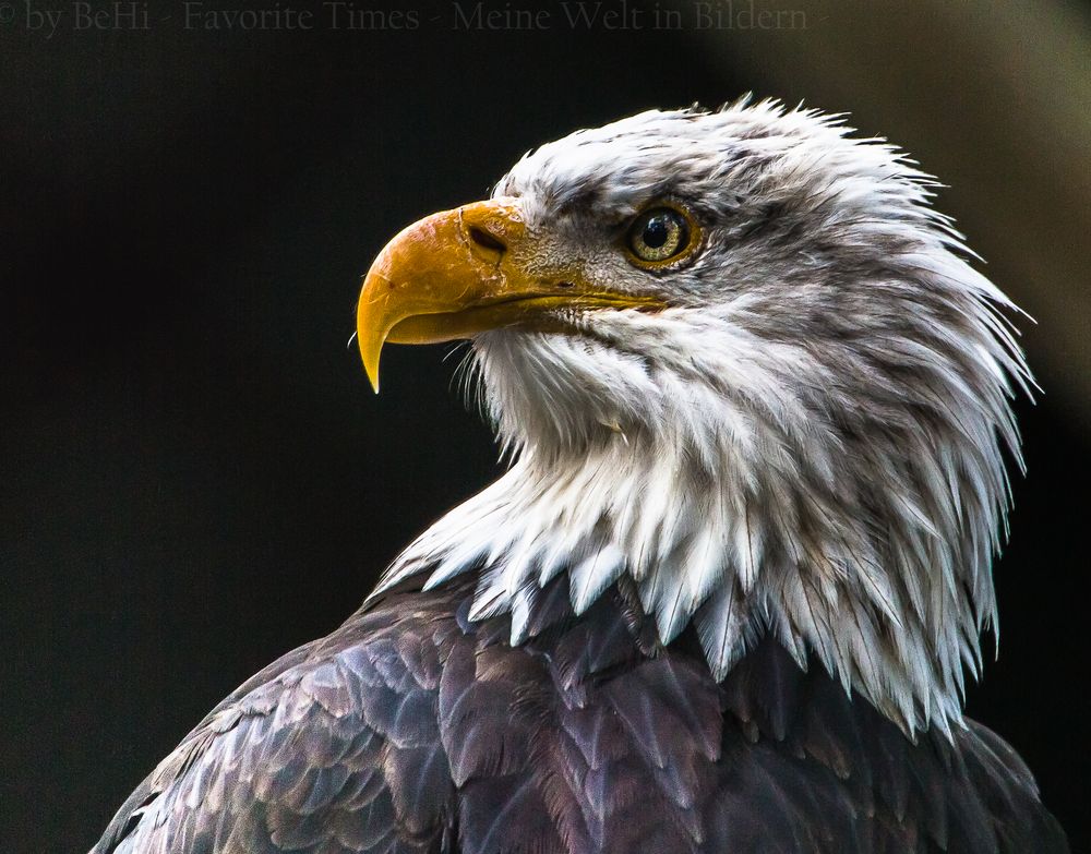 Weißkopfseeadler