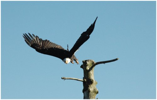 Weißkopfseeadler 05