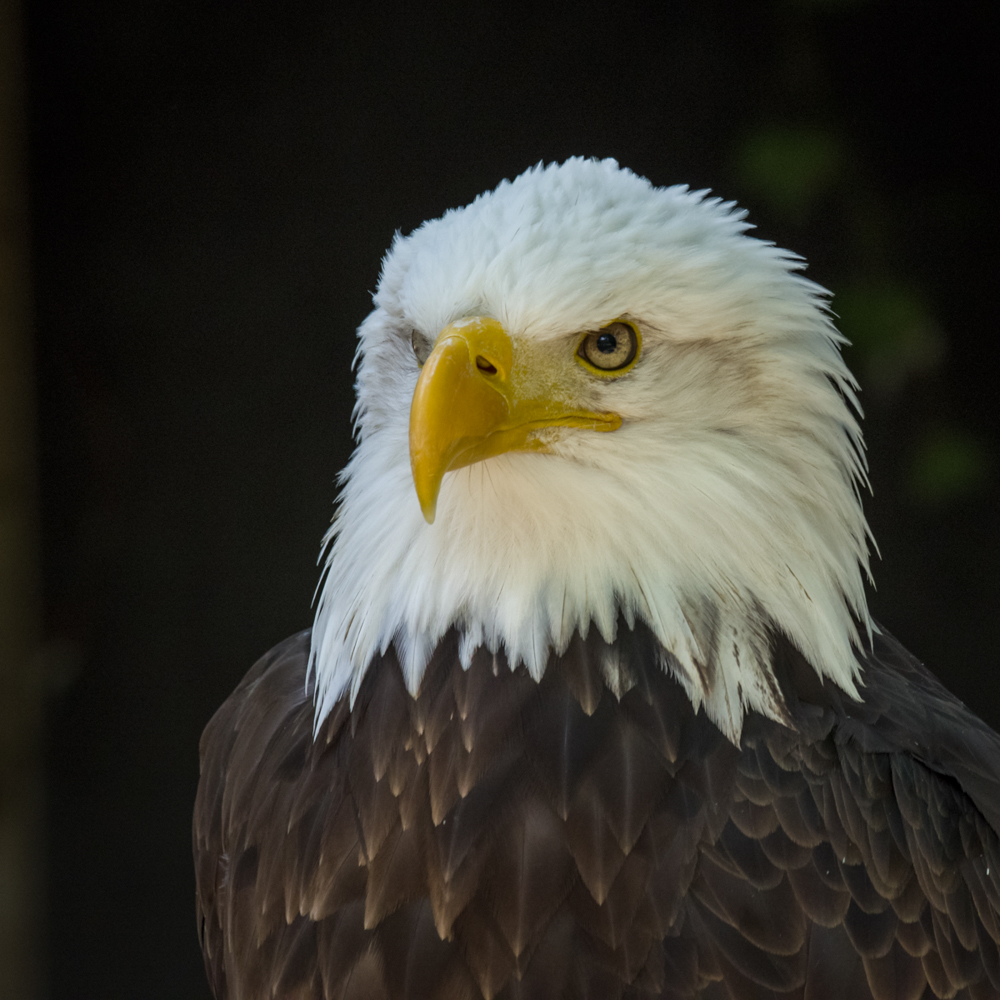 Weißkopfseeadler