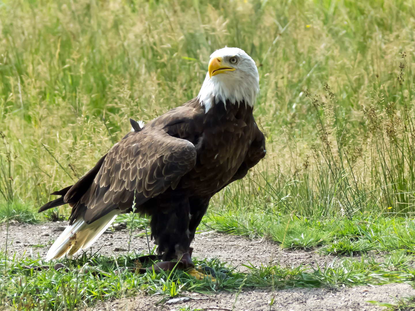 Weißkopfseeadler