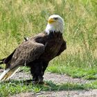 Weißkopfseeadler