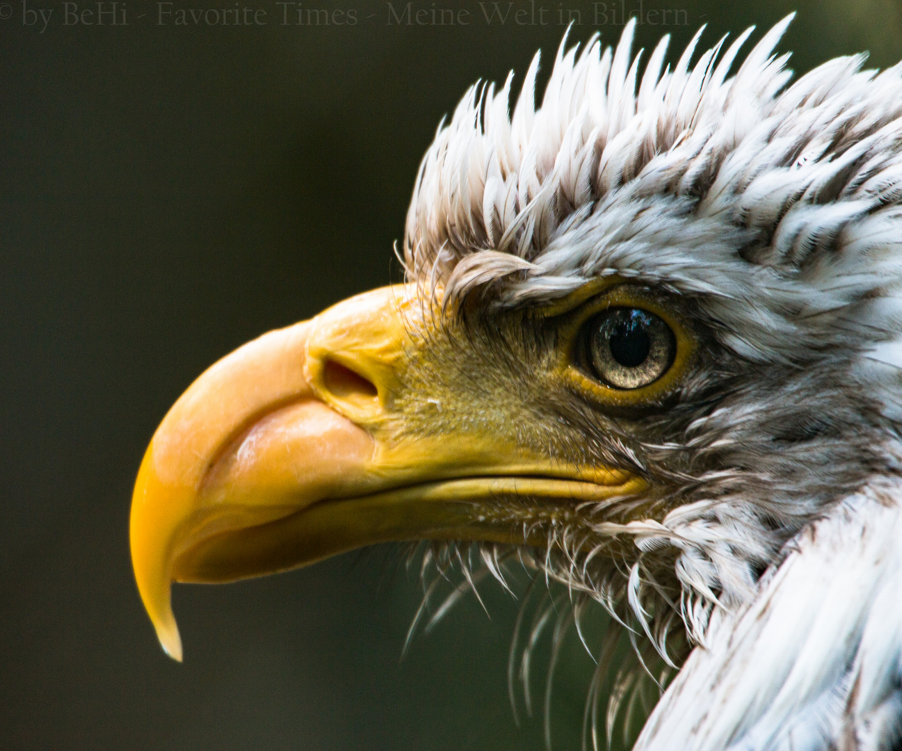 Weißkopfseeadler