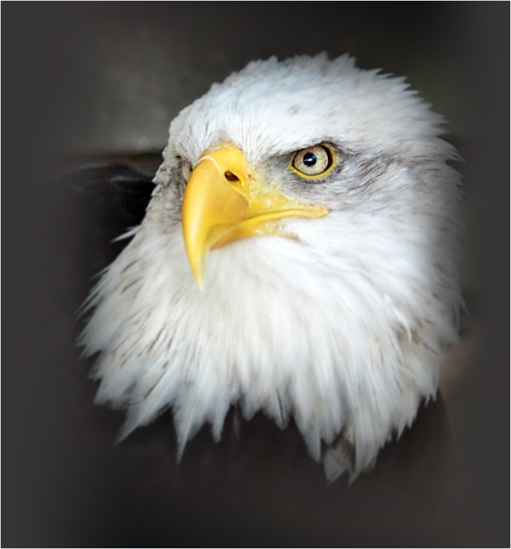 Weißkopfseeadler